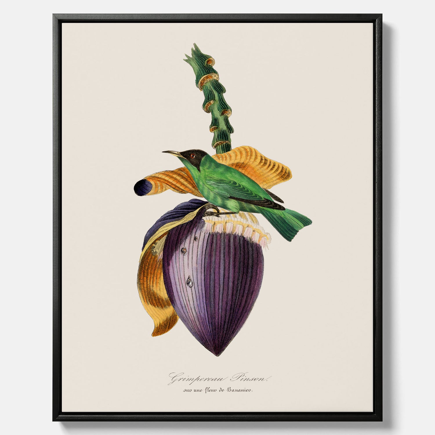 Canvastavla till kök med Trädkrypare &amp; Bananblomma – Vintageplansch med fågel och blomma, tavla till kök, köksposter, poster till kök