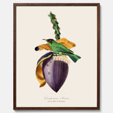 Kökstavla med Trädkrypare & Bananblomma poster – Vintageplansch med fågel och blomma, tavla till kök, köksposter, poster till kök