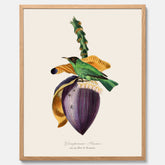 Kökstavla med Trädkrypare & Bananblomma poster – Vintageplansch med fågel och blomma, tavla till kök, köksposter, poster till kök
