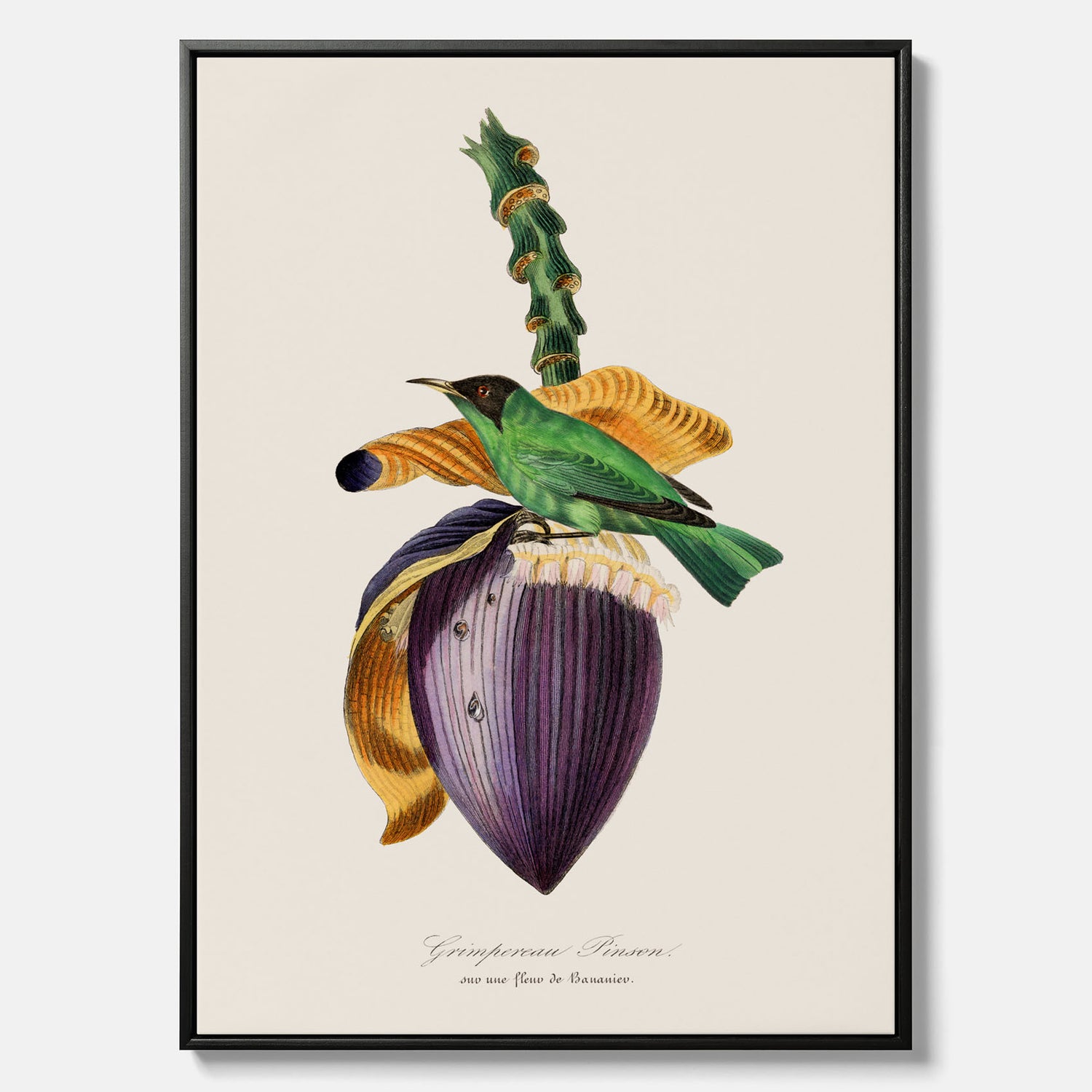 Canvastavla till kök med Trädkrypare &amp; Bananblomma – Vintageplansch med fågel och blomma, tavla till kök, köksposter, poster till kök