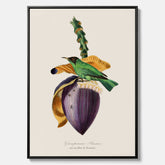 Canvastavla till kök med Trädkrypare & Bananblomma – Vintageplansch med fågel och blomma, tavla till kök, köksposter, poster till kök