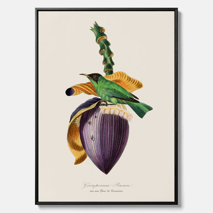 Canvastavla till kök med Trädkrypare &amp; Bananblomma – Vintageplansch med fågel och blomma, tavla till kök, köksposter, poster till kök