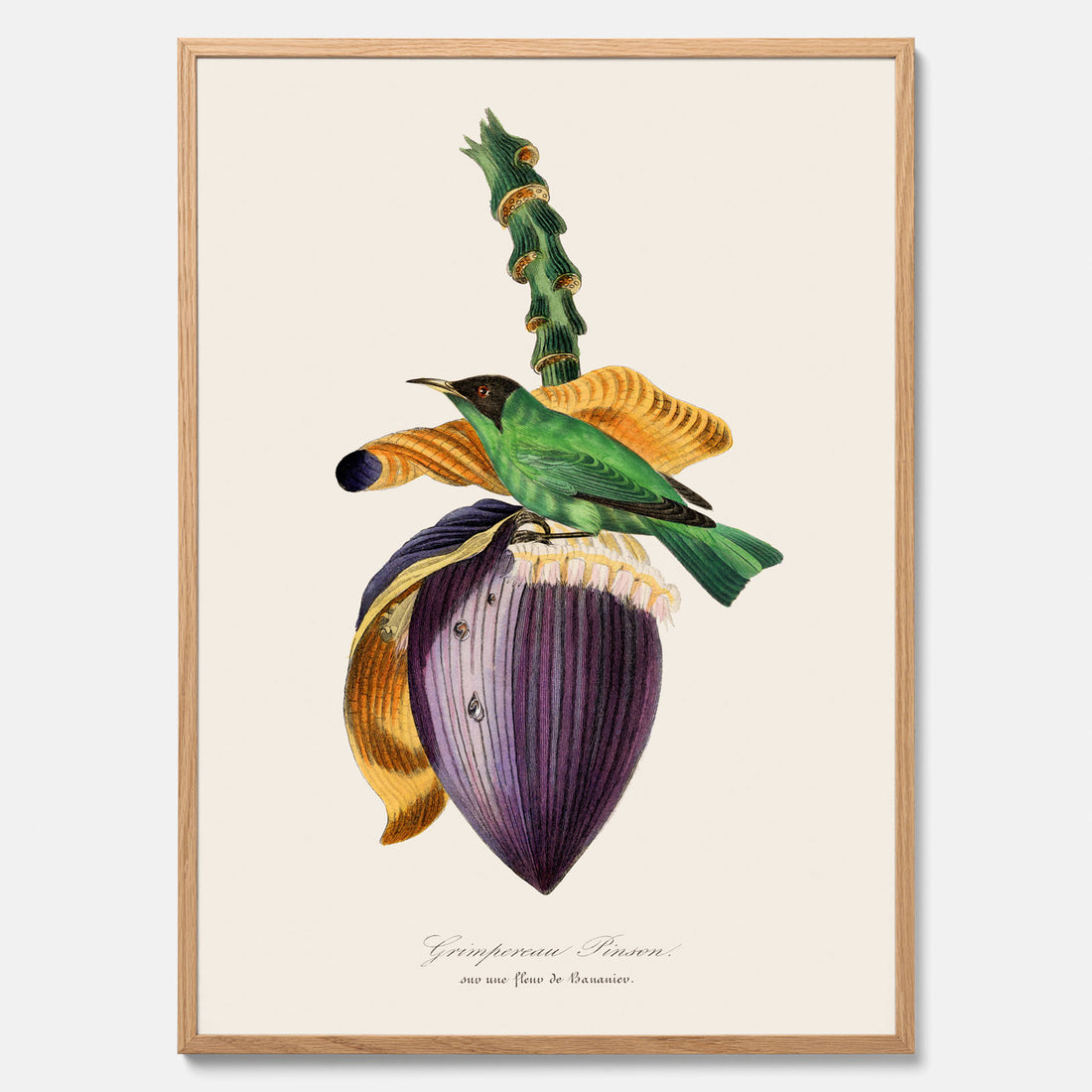 Kökstavla med Trädkrypare & Bananblomma poster – Vintageplansch med fågel och blomma, tavla till kök, köksposter, poster till kök
