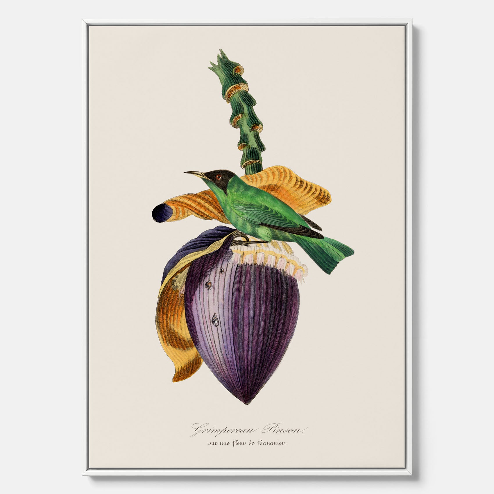 Canvastavla till kök med Trädkrypare &amp; Bananblomma – Vintageplansch med fågel och blomma, tavla till kök, köksposter, poster till kök