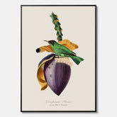 Canvastavla till kök med Trädkrypare & Bananblomma – Vintageplansch med fågel och blomma, tavla till kök, köksposter, poster till kök