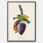Kökstavla med Trädkrypare & Bananblomma poster – Vintageplansch med fågel och blomma, tavla till kök, köksposter, poster till kök