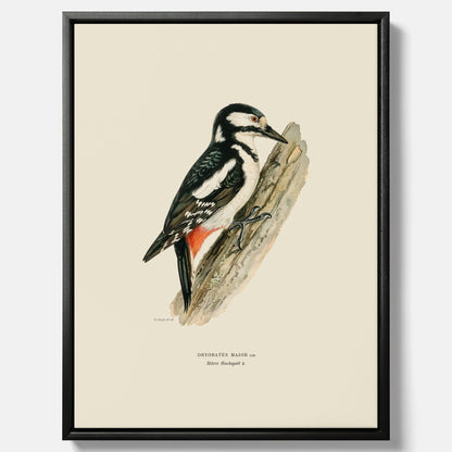 Vintageposter på canvas föreställande en hackspett, ritad av bröderna von Wright.