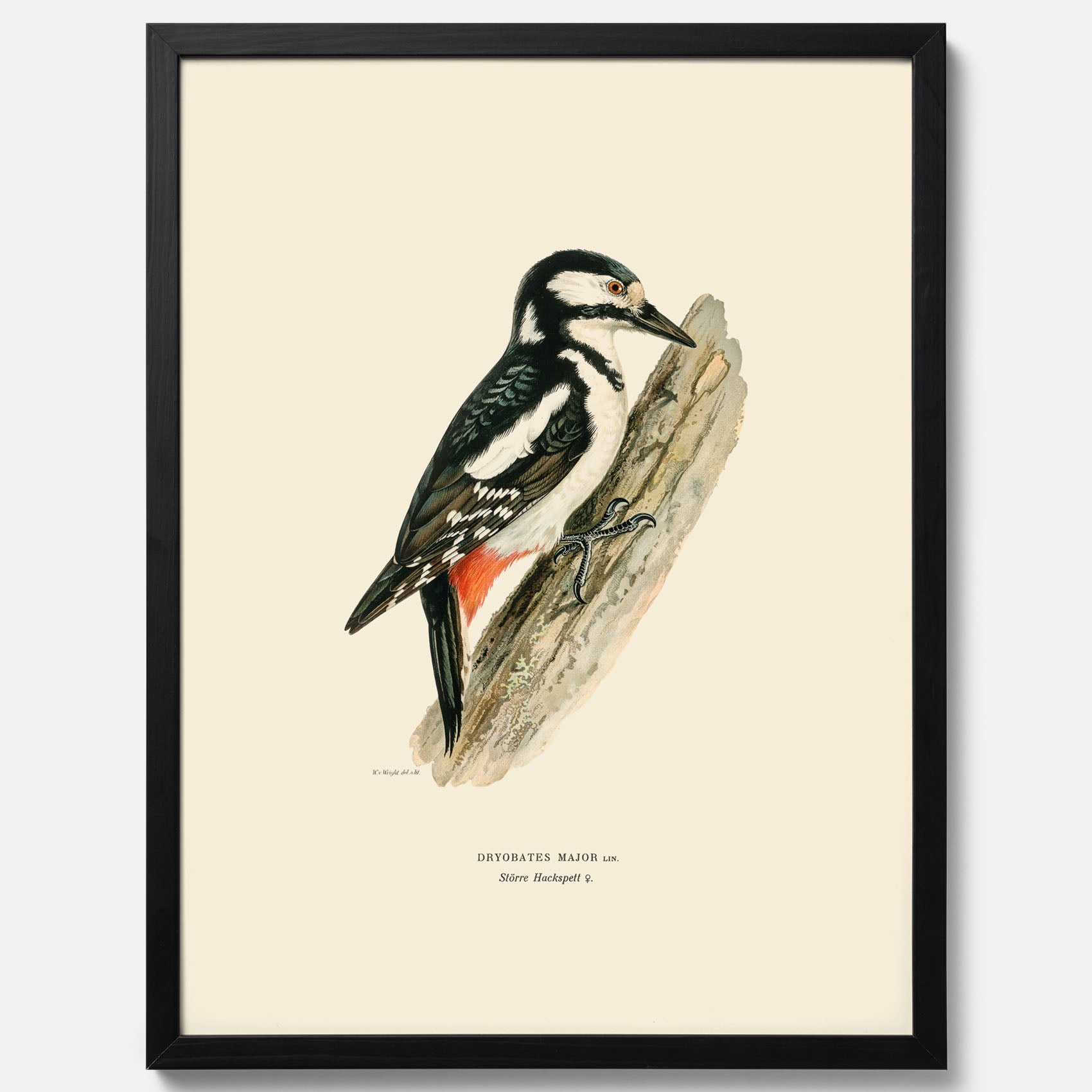 Vintageposter föreställande en hackspett, ritad av bröderna von Wright.
