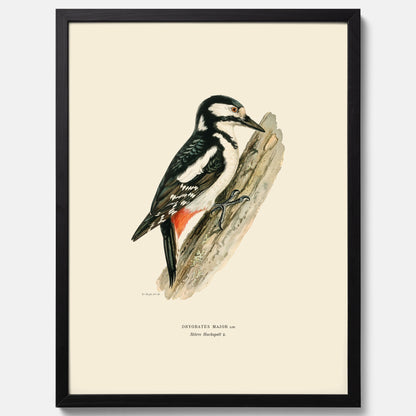 Vintageposter föreställande en hackspett, ritad av bröderna von Wright.