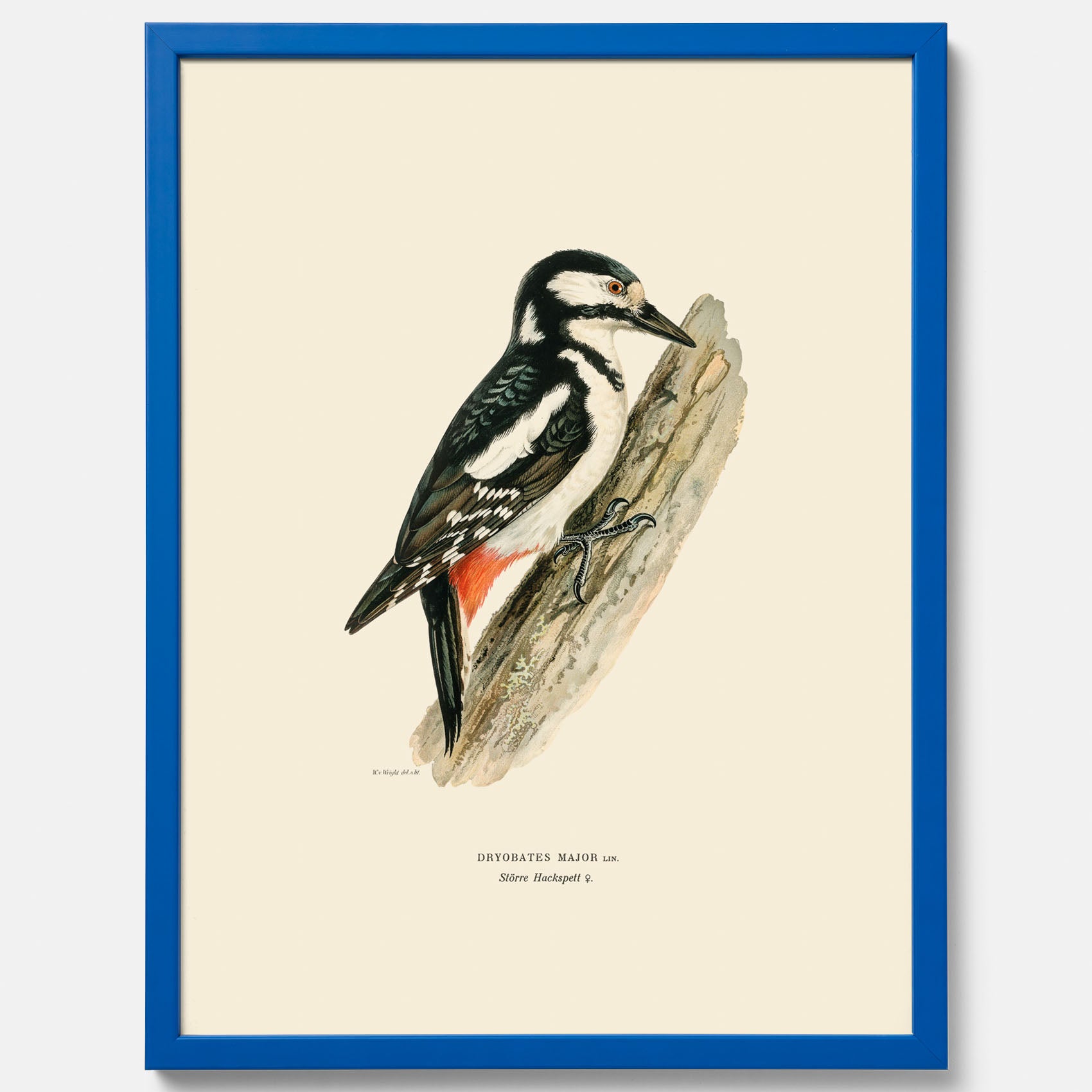 Vintageposter föreställande en hackspett, ritad av bröderna von Wright.