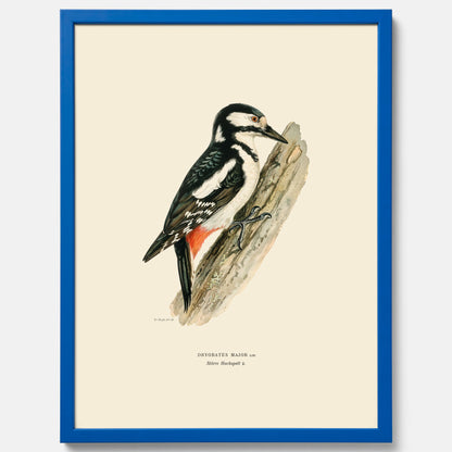 Vintageposter föreställande en hackspett, ritad av bröderna von Wright.