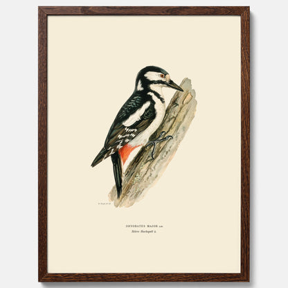 Vintageposter föreställande en hackspett, ritad av bröderna von Wright.