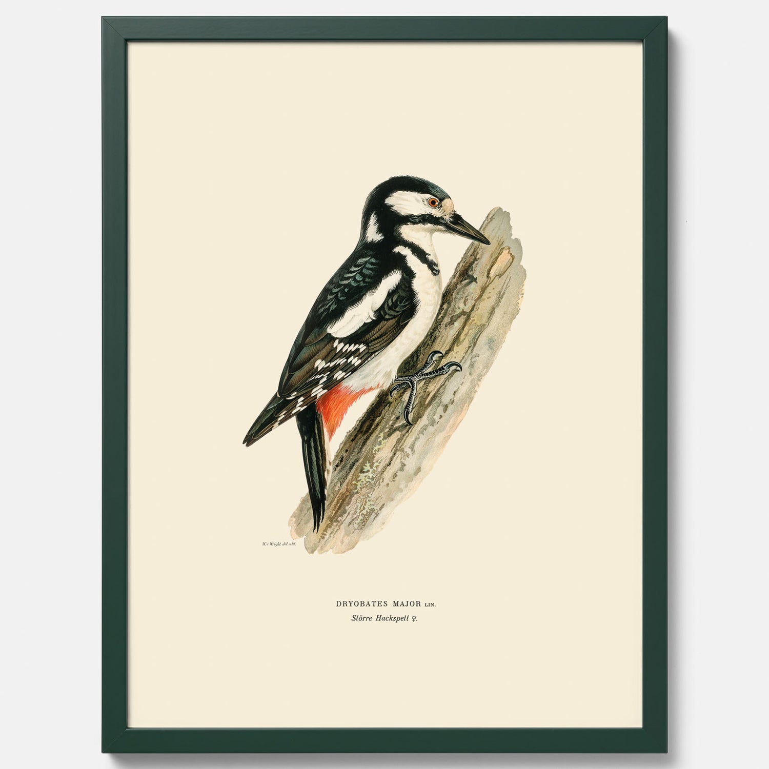 Vintageposter föreställande en hackspett, ritad av bröderna von Wright.