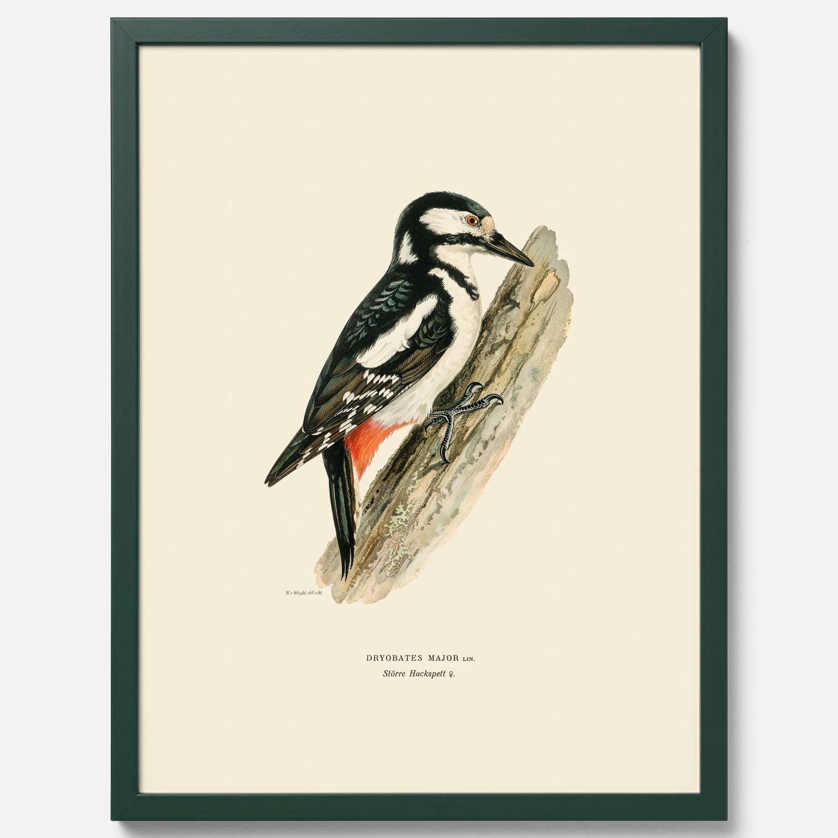 Vintageposter föreställande en hackspett, ritad av bröderna von Wright.