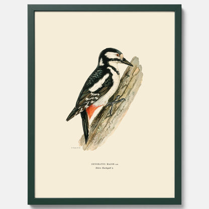 Vintageposter föreställande en hackspett, ritad av bröderna von Wright.