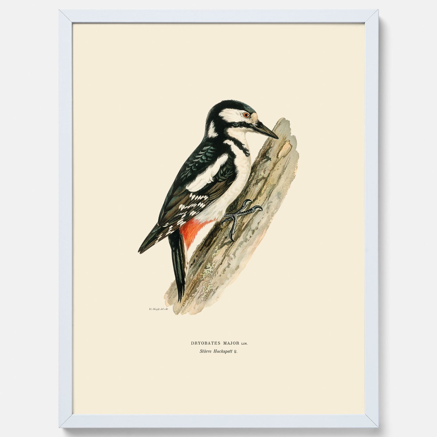 Vintageposter föreställande en hackspett, ritad av bröderna von Wright.