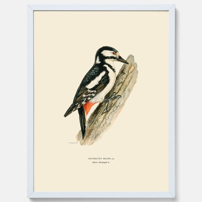 Vintageposter föreställande en hackspett, ritad av bröderna von Wright.