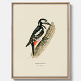 Vintageposter på canvas föreställande en hackspett, ritad av bröderna von Wright.