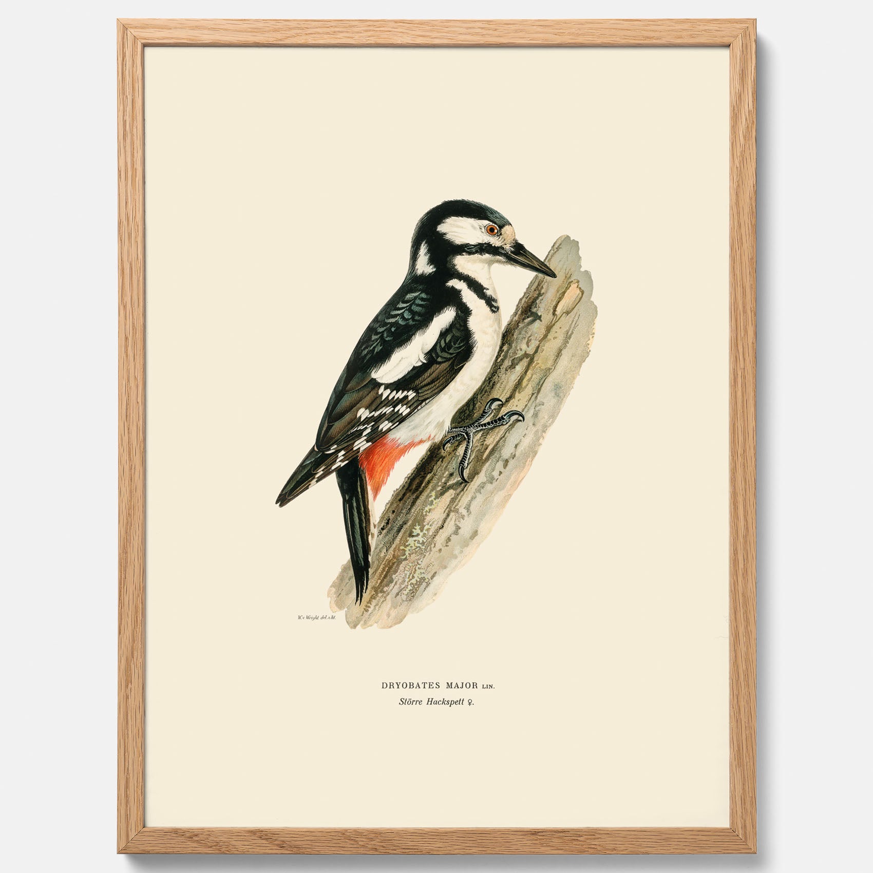Vintageposter föreställande en hackspett, ritad av bröderna von Wright.