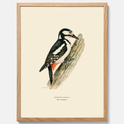 Vintageposter föreställande en hackspett, ritad av bröderna von Wright.