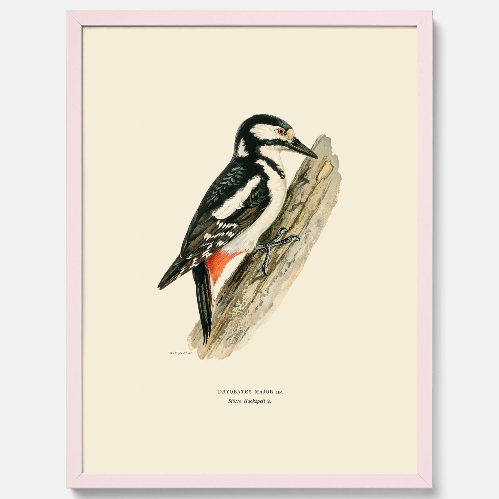 Vintageposter föreställande en hackspett, ritad av bröderna von Wright.