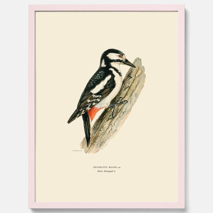 Vintageposter föreställande en hackspett, ritad av bröderna von Wright.