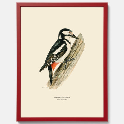 Vintageposter föreställande en hackspett, ritad av bröderna von Wright.