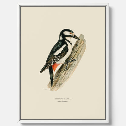 Vintageposter på canvas föreställande en hackspett, ritad av bröderna von Wright.