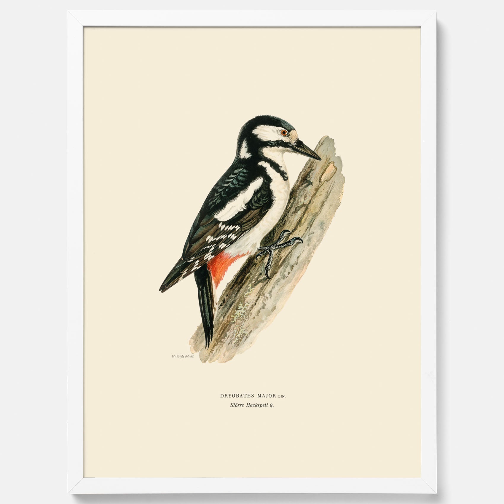 Vintageposter föreställande en hackspett, ritad av bröderna von Wright.