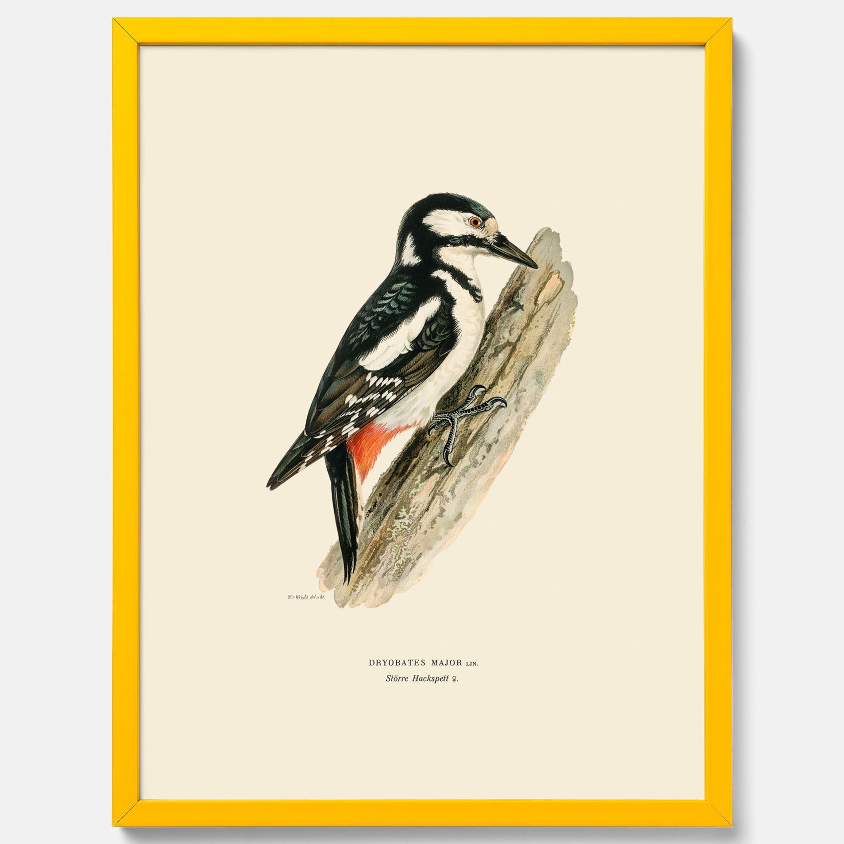 Vintageposter föreställande en hackspett, ritad av bröderna von Wright.