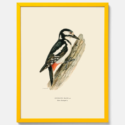 Vintageposter föreställande en hackspett, ritad av bröderna von Wright.