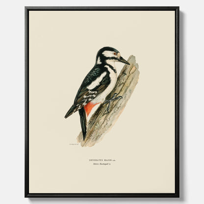 Vintageposter på canvas föreställande en hackspett, ritad av bröderna von Wright.