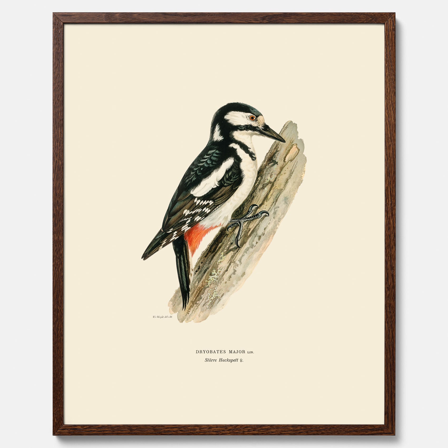 Vintageposter föreställande en hackspett, ritad av bröderna von Wright.