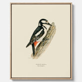 Vintageposter på canvas föreställande en hackspett, ritad av bröderna von Wright.