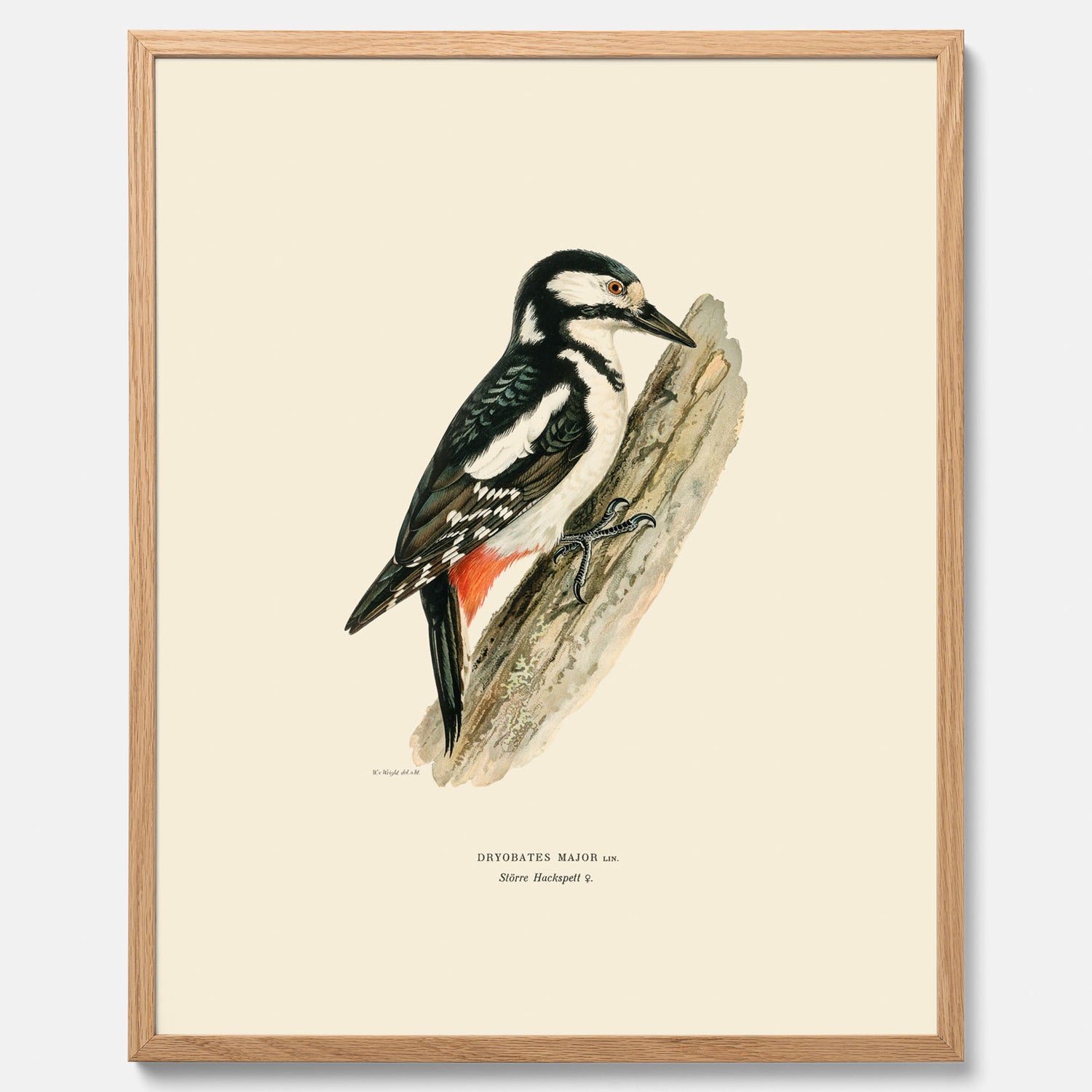 Vintageposter föreställande en hackspett, ritad av bröderna von Wright.