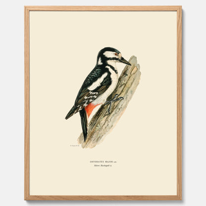 Vintageposter föreställande en hackspett, ritad av bröderna von Wright.