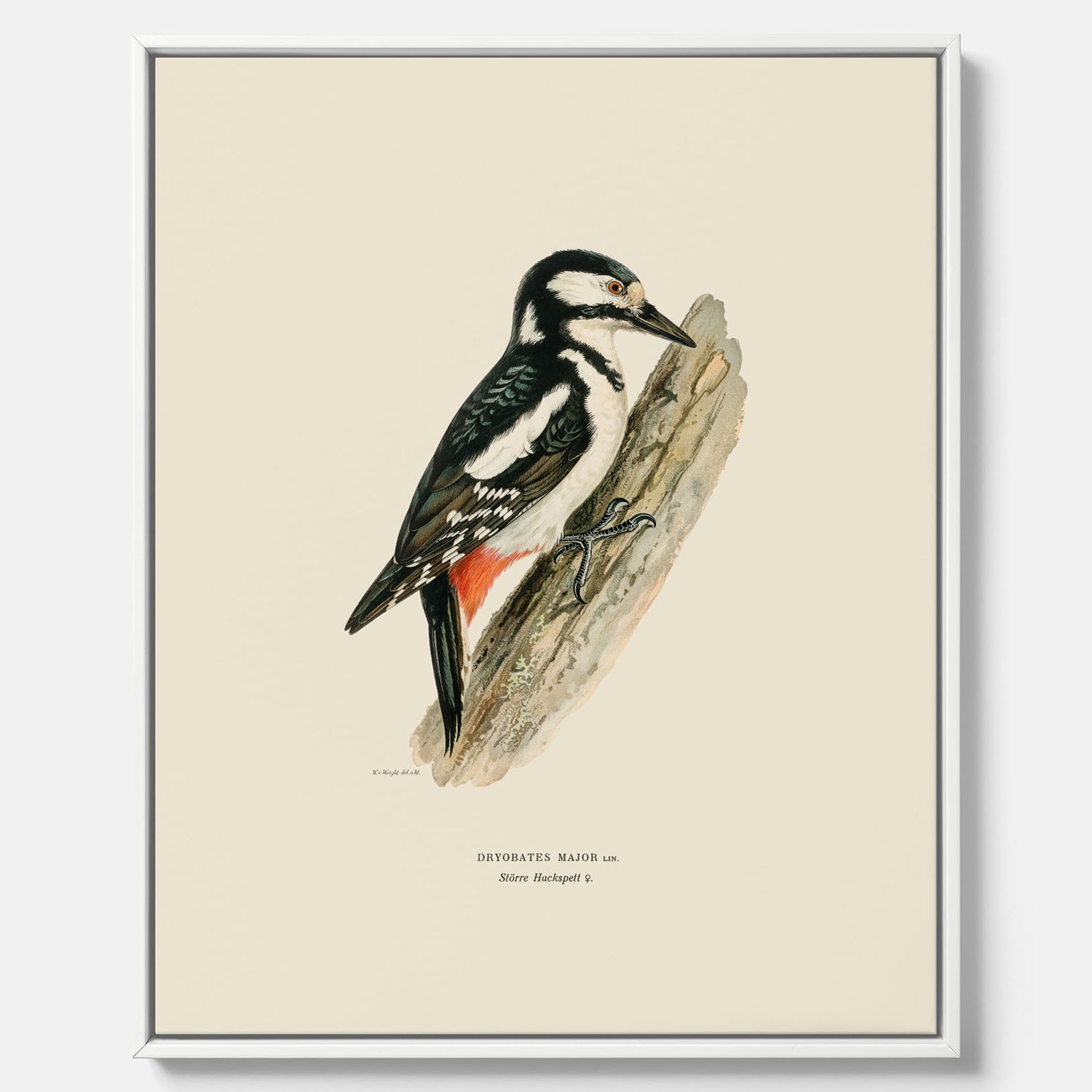 Vintageposter på canvas föreställande en hackspett, ritad av bröderna von Wright.