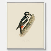 Vintageposter på canvas föreställande en hackspett, ritad av bröderna von Wright.