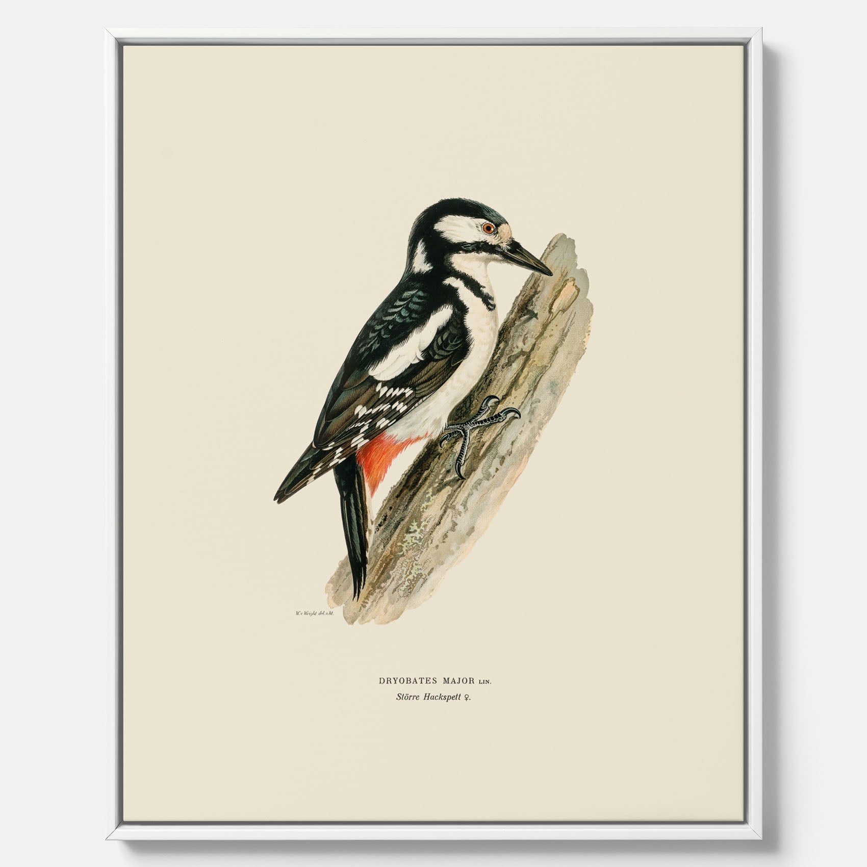 Vintageposter på canvas föreställande en hackspett, ritad av bröderna von Wright.