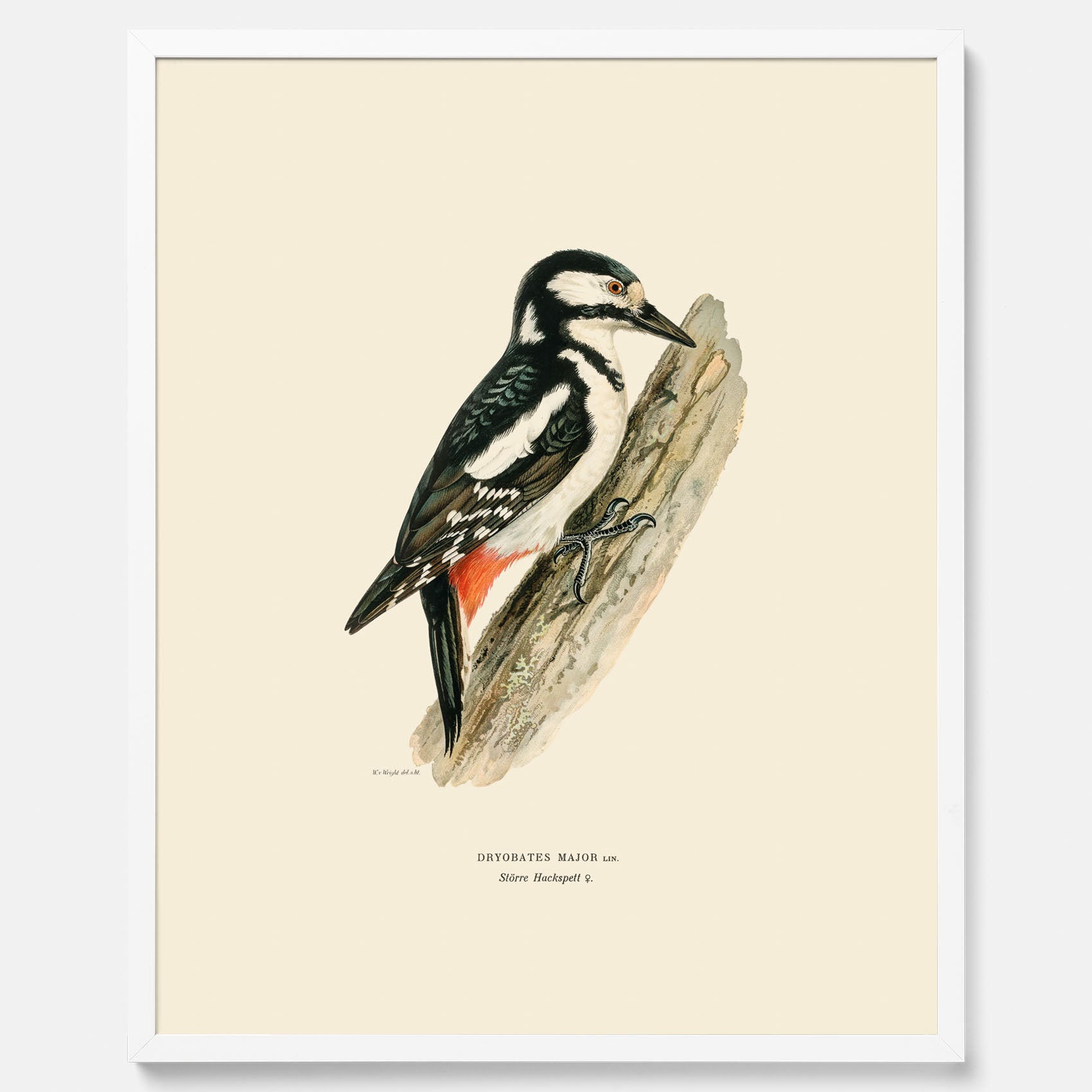 Vintageposter föreställande en hackspett, ritad av bröderna von Wright.