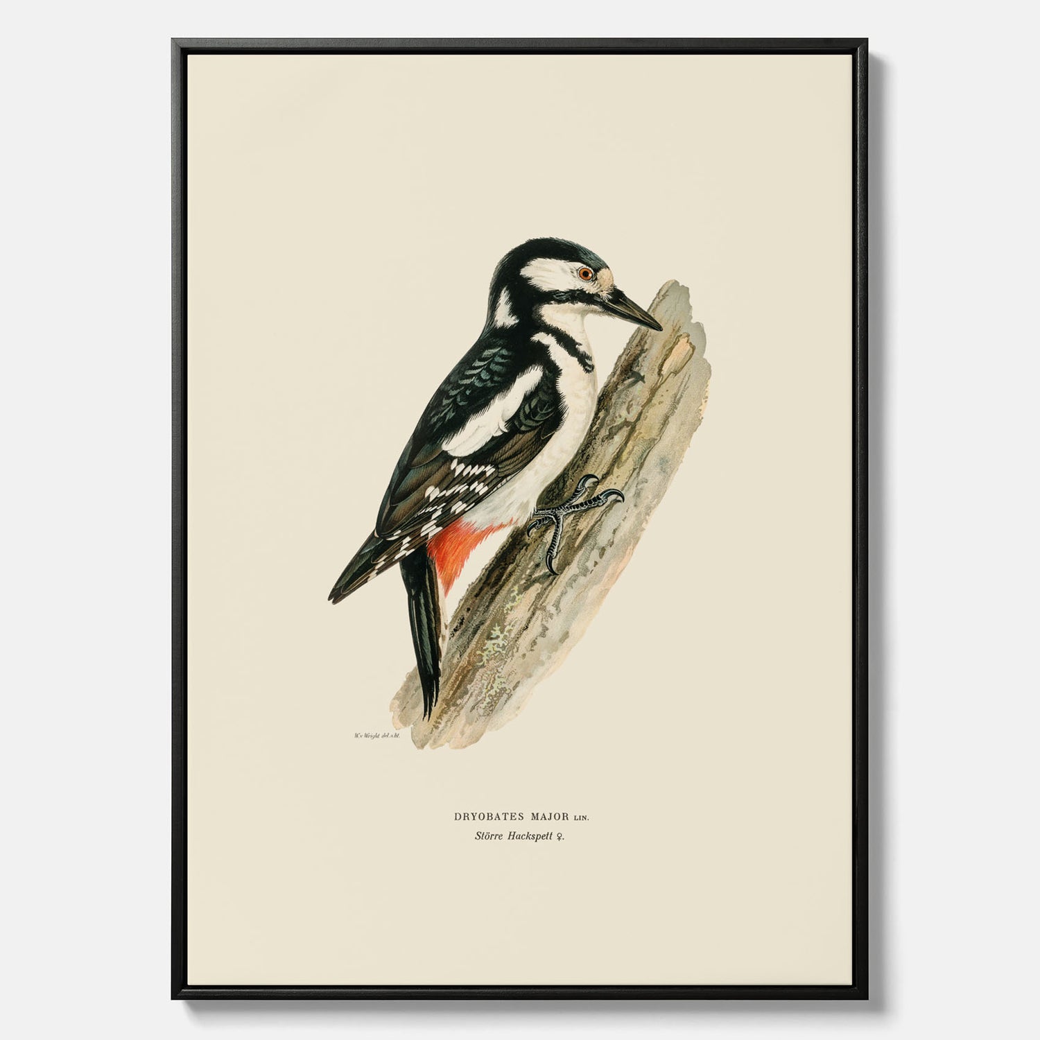 Vintageposter på canvas föreställande en hackspett, ritad av bröderna von Wright.