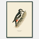 Vintageposter föreställande en hackspett, ritad av bröderna von Wright.