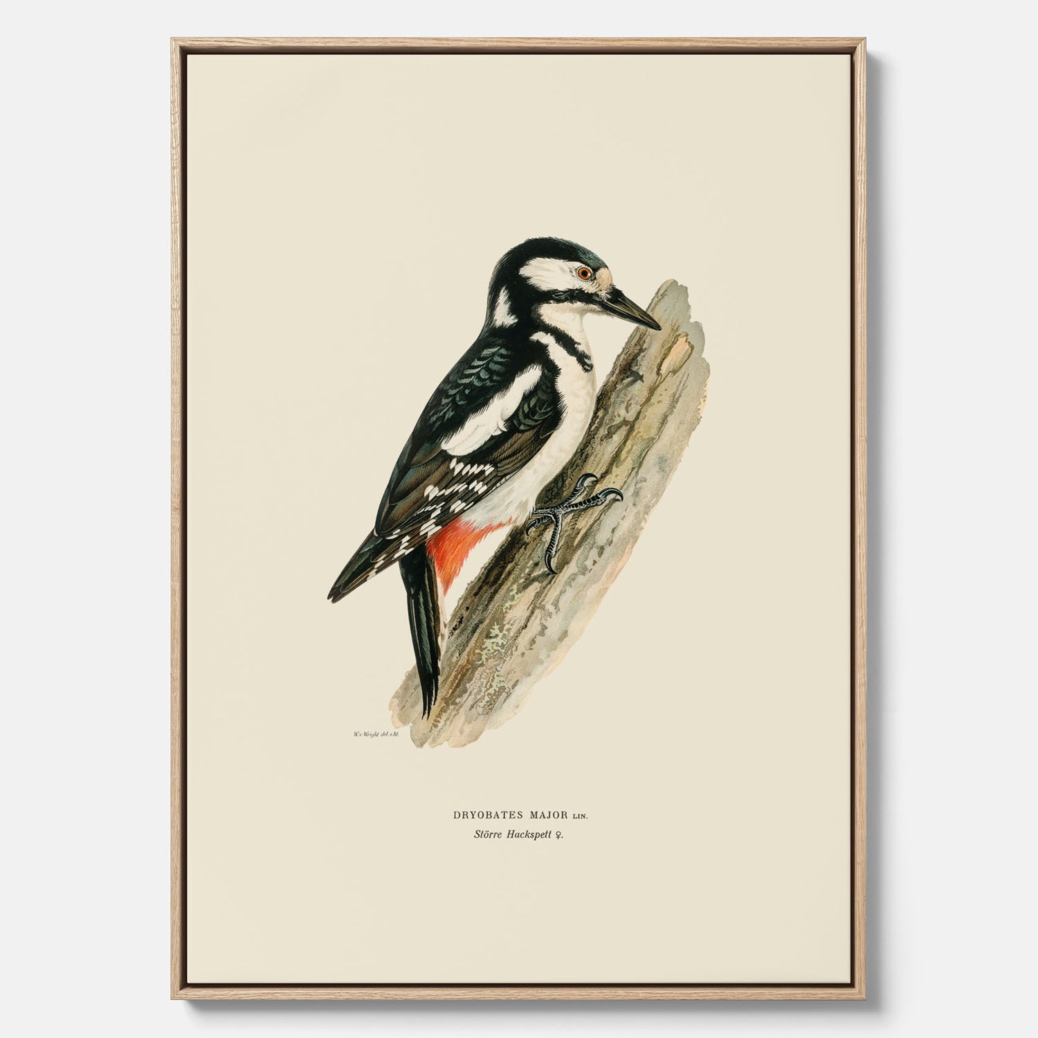 Vintageposter på canvas föreställande en hackspett, ritad av bröderna von Wright.