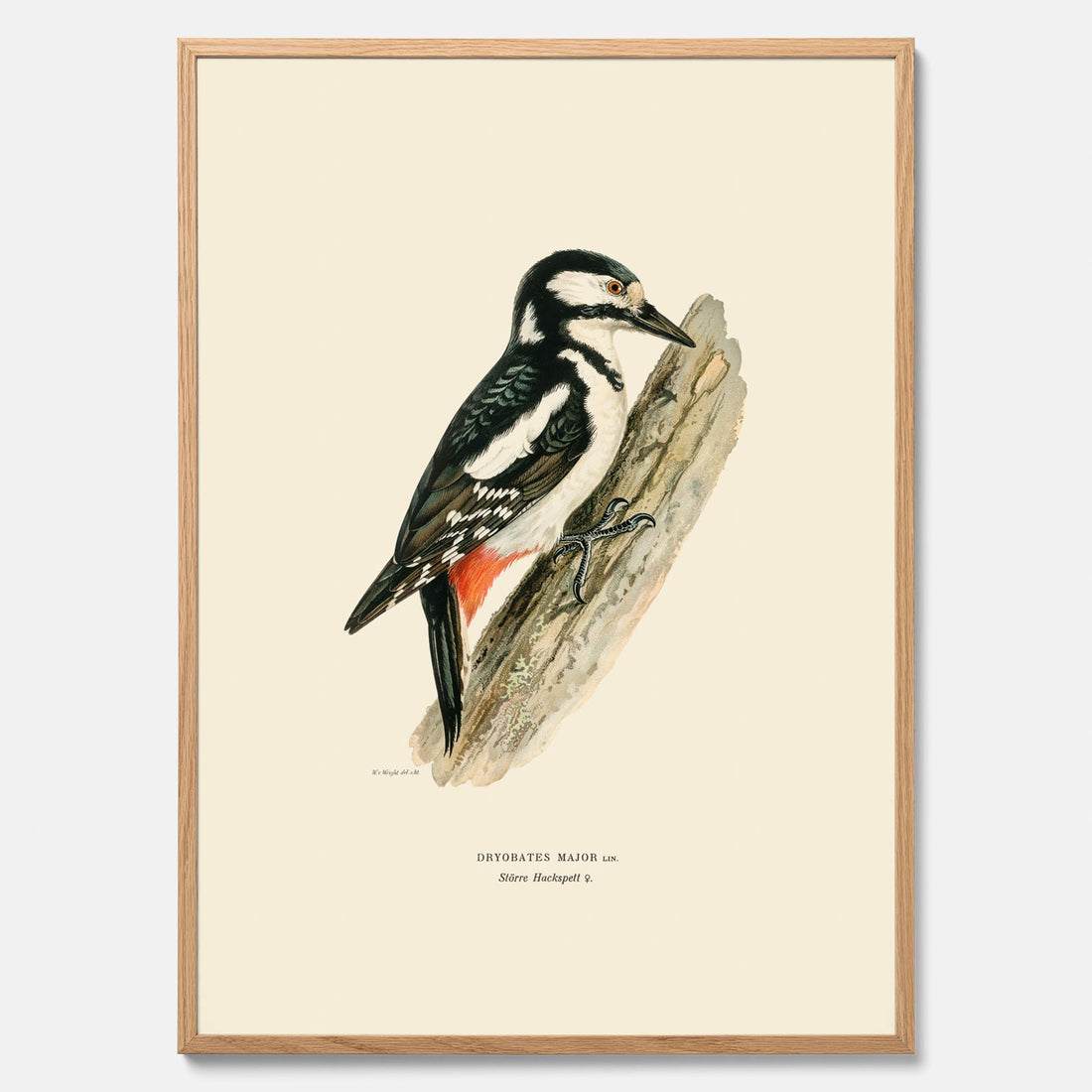 Vintageposter föreställande en hackspett, ritad av bröderna von Wright.
