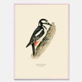 Vintageposter föreställande en hackspett, ritad av bröderna von Wright.