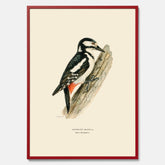 Vintageposter föreställande en hackspett, ritad av bröderna von Wright.