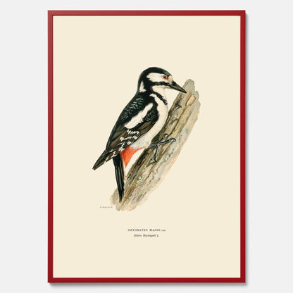 Vintageposter föreställande en hackspett, ritad av bröderna von Wright.