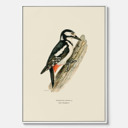 Vintageposter på canvas föreställande en hackspett, ritad av bröderna von Wright.