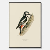 Vintageposter på canvas föreställande en hackspett, ritad av bröderna von Wright.