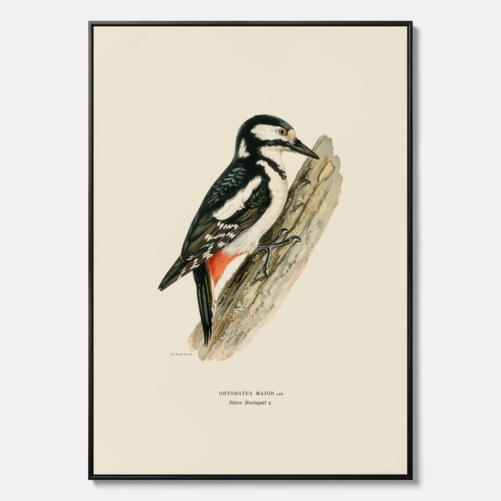 Vintageposter på canvas föreställande en hackspett, ritad av bröderna von Wright.